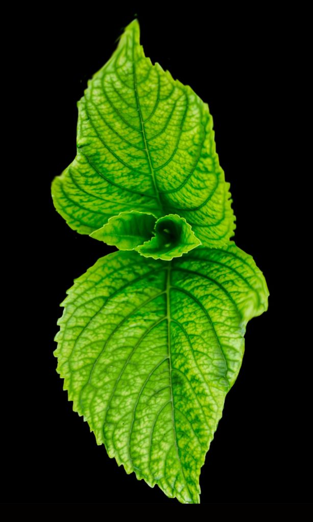 Mint Leaves Closeup