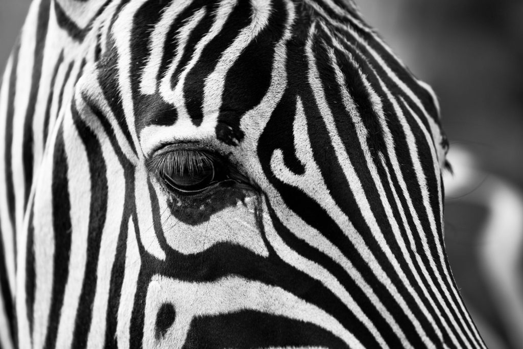 Zebra Face Showing Black and White Stripe Design